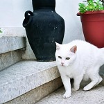 Le chat de la voisine. החתולה הלבנה של טובה